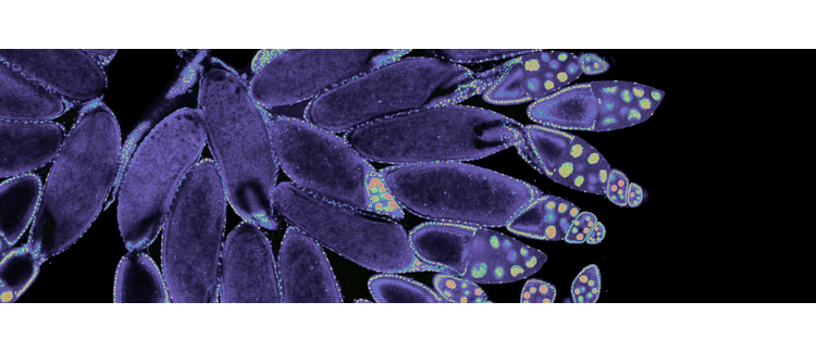 AIRIS: Pushing the Boundaries of GRB Optical Afterglow Observation